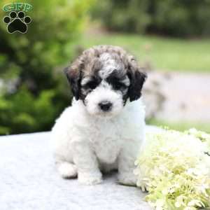 Remi, Bich-Poo Puppy